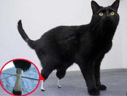 Prima pisică 'bionică' din lume